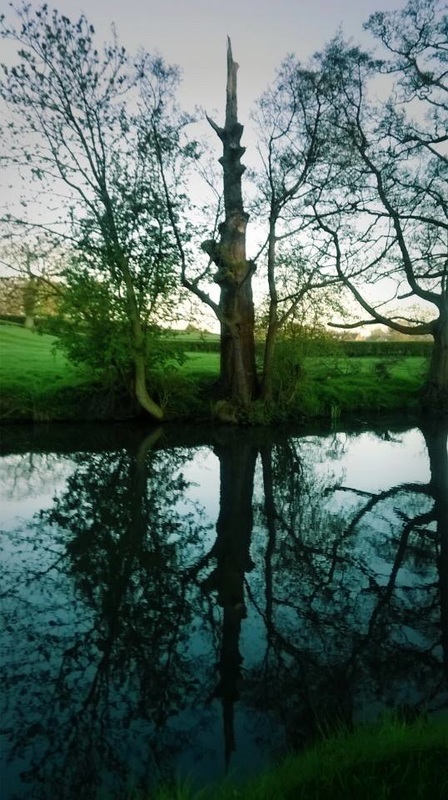 unusual tree reflections on the Lancaster canal