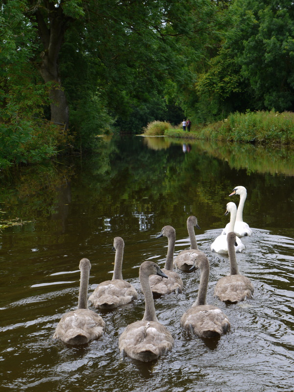 Swans and cygnets on the canal