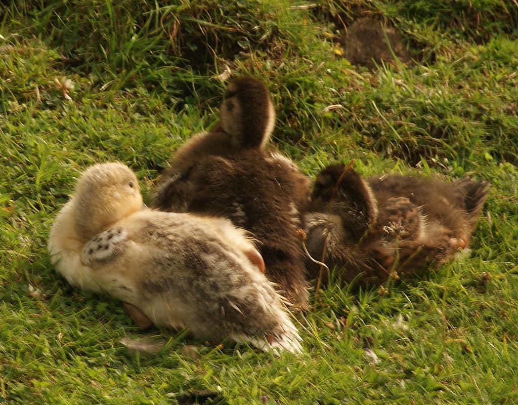 Ducklings on the canal in spring