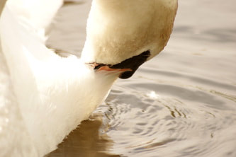A close up of a swan cleaning itself taken on the Lancaster canal