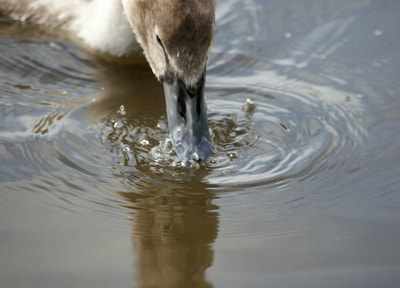 a close up of a cygnet drinking water on the Lancaster canal