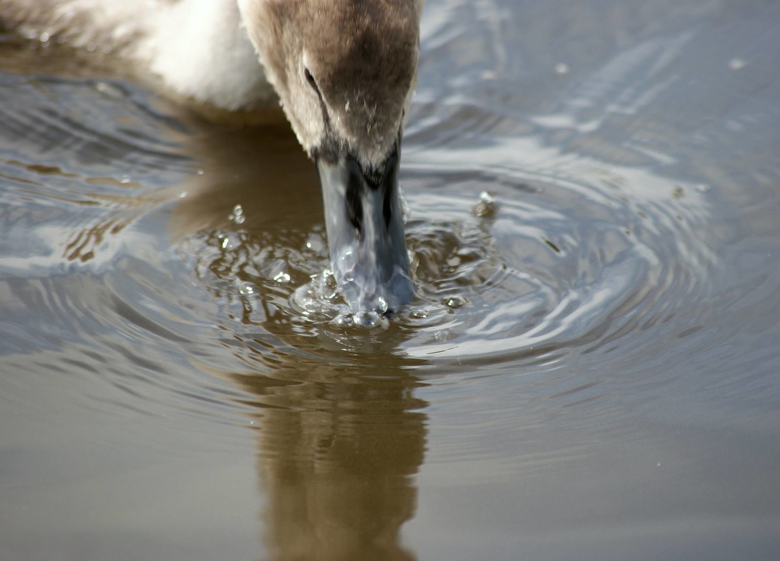 close up of a cygnet drinking from the Lancaster canal