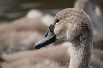 Close up of a cygnet's head taken on the lancaster canal